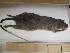  (Cricetomys - USNM 590902)  @12 [ ] No Rights Reserved  Unspecified Unspecified