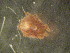 ( - USNM ENT 00762046)  @12 [ ] CreativeCommons - Attribution Non-Commercial Share-Alike (2011) Smithsonian Smithsonian Institution