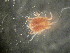  ( - USNM ENT 00762047)  @12 [ ] CreativeCommons - Attribution Non-Commercial Share-Alike (2011) Smithsonian Smithsonian Institution