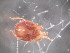  ( - USNM ENT 00762063)  @12 [ ] CreativeCommons - Attribution Non-Commercial Share-Alike (2011) Smithsonian Smithsonian Institution