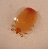  (Elephantulus rufescens - USNM ENT 00867720)  @14 [ ] Unspecified (default): All Rights Reserved  Unspecified Unspecified