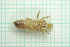  ( - HUZC0028)  @11 [ ] CreativeCommons  Attribution Non-Commercial Share-Alike (2020) Zoltan Csabai University of Pecs, Dept. of Ecology and Hydrobiology