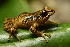  (Pristimantis boulengeri - AJC 6654)  @11 [ ] CreativeCommons - Attribution (2019) Andrew J. Crawford Instituto de Investigaciones Biologicas Alexander von Humboldt, Colombia