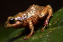  (Pristimantis scopaeus - AJC 6656)  @11 [ ] CreativeCommons - Attribution (2019) Andrew J. Crawford Instituto de Investigaciones Biologicas Alexander von Humboldt, Colombia