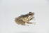  (Pristimantis w-nigrum - AJC 6882)  @11 [ ] CreativeCommons - Attribution (2019) Andrew J. Crawford Instituto de Investigaciones Biologicas Alexander von Humboldt, Colombia