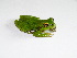  (Dendropsophus molitor - AJC 7224)  @11 [ ] CreativeCommons - Attribution (2019) Andrew J. Crawford Instituto de Investigaciones Biologicas Alexander von Humboldt, Colombia