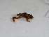  (Pristimantis nervicus - AJC 7227)  @11 [ ] CreativeCommons - Attribution (2019) Andrew J. Crawford Instituto de Investigaciones Biologicas Alexander von Humboldt, Colombia