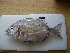  (Diplodus capensis - HvdB-04-2010-81)  @13 [ ] No Rights Reserved (2010) Unspecified University of Johannesburg