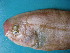  (Cynoglossus capensis - HvdB-12-2009-103)  @11 [ ] No Rights Reserved (2010) Unspecified University of Johannesburg