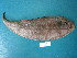  (Cynoglossus zanzibarensis - HvdB-Jan-2011-02)  @11 [ ] No Rights Reserved  Herman van der Bank Unspecified