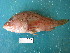  (Pontinus leda - HvdB-Jan-2011-09)  @14 [ ] No Rights Reserved  Herman van der Bank Unspecified