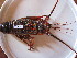  (Panulirus homarus - HVDBC-11)  @14 [ ] Copyright (2011) Herman Van Der Bank Unspecified