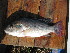  (Oreochromis andersonii - HvdB-12-2009-133)  @14 [ ] No Rights Reserved (2010) Unspecified University of Johannesburg