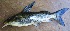  (Synodontis sp - 01_2012_001)  @14 [ ] CreativeCommons - Attribution Non-Commercial Share-Alike (2012) Frederick Hermanus Van der Bank University of Johannesburg
