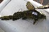  (Synodontis nigromaculatus - 01_2012_005)  @14 [ ] CreativeCommons - Attribution Non-Commercial Share-Alike (2012) Frederick Hermanus Van der Bank University of Johannesburg