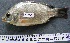  (Oreochromis mossambicus - 02_2012_018)  @15 [ ] CreativeCommons - Attribution Non-Commercial Share-Alike (2012) Frederick Hermanus Van der Bank University of Johannesburg