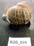  (Cornu - HVDBM-ROB-59)  @14 [ ] Unspecified (default): All Rights Reserved  Unspecified Unspecified