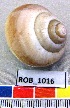  ( - HVDBM_ROB_1016)  @13 [ ] CreativeCommons - Attribution Non-Commercial Share-Alike (2012) Herman van der Bank University of Johannesburg