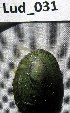  (Helcion dunkeri - HvdB-Lud-031)  @13 [ ] Unspecified (default): All Rights Reserved  Unspecified Unspecified