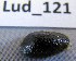  (Onchidella maculata - HvdB-Lud-121)  @12 [ ] Unspecified (default): All Rights Reserved  Unspecified Unspecified