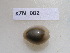  (Cypraea annulus - HVDBM_KZN_006)  @13 [ ] Unspecified (default): All Rights Reserved  Unspecified Unspecified