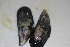  (Mytilus galloprovincialis - HvdB-10-2010-243)  @14 [ ] Unspecified (default): All Rights Reserved  Unspecified Unspecified