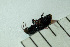  (Pterostichus panticulatus - SV-P-54)  @11 [ ] CreativeCommons - Attribution Non-Commercial Share-Alike (2018) Jen and Hilary Bayer Silicon Valley Barcode of Life