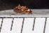  ( - SV-P-64)  @11 [ ] CreativeCommons - Attribution Non-Commercial Share-Alike (2018) Jen and Hilary Bayer Silicon Valley Barcode of Life
