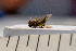  ( - SV-P-151)  @12 [ ] CreativeCommons - Attribution Non-Commercial Share-Alike (2018) Jen and Hilary Bayer Silicon Valley Barcode of Life