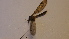  ( - SV-P-11)  @11 [ ] CreativeCommons - Attribution Non-Commercial Share-Alike (2018) Jen and Hilary Bayer Silicon Valley Barcode of Life