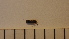  ( - SV-P-38)  @11 [ ] CreativeCommons - Attribution Non-Commercial Share-Alike (2018) Jen and Hilary Bayer Silicon Valley Barcode of Life