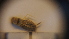  ( - SV-P-38)  @11 [ ] CreativeCommons - Attribution Non-Commercial Share-Alike (2018) Jen and Hilary Bayer Silicon Valley Barcode of Life