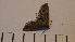  ( - SV-P-44)  @11 [ ] CreativeCommons - Attribution Non-Commercial Share-Alike (2018) Jen and Hilary Bayer Silicon Valley Barcode of Life