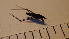  ( - SV-P-72)  @11 [ ] CreativeCommons - Attribution Non-Commercial Share-Alike (2018) Jen and Hilary Bayer Silicon Valley Barcode of Life