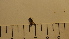  ( - SV-P-104)  @11 [ ] CreativeCommons - Attribution Non-Commercial Share-Alike (2018) Jen and Hilary Bayer Silicon Valley Barcode of Life