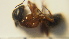  ( - SV-P-161)  @11 [ ] CreativeCommons - Attribution Non-Commercial Share-Alike (2018) Jen and Hilary Bayer Silicon Valley Barcode of Life