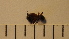  ( - SV-P-161)  @11 [ ] CreativeCommons - Attribution Non-Commercial Share-Alike (2018) Jen and Hilary Bayer Silicon Valley Barcode of Life