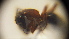  ( - SV-P-161)  @11 [ ] CreativeCommons - Attribution Non-Commercial Share-Alike (2018) Jen and Hilary Bayer Silicon Valley Barcode of Life