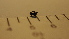  ( - SV-P-215)  @12 [ ] CreativeCommons - Attribution Non-Commercial Share-Alike (2018) Jen and Hilary Bayer Silicon Valley Barcode of Life