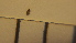  ( - SV-P-231)  @11 [ ] CreativeCommons - Attribution Non-Commercial Share-Alike (2018) Jen and Hilary Bayer Silicon Valley Barcode of Life