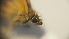  ( - SV-P-320)  @11 [ ] CreativeCommons - Attribution Non-Commercial Share-Alike (2018) Jen and Hilary Bayer Silicon Valley Barcode of Life