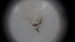  ( - SV-P-308)  @12 [ ] CreativeCommons - Attribution Non-Commercial Share-Alike (2018) Jen and Hilary Bayer Silicon Valley Barcode of Life