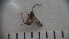  ( - SV-P-334)  @12 [ ] CreativeCommons - Attribution Non-Commercial Share-Alike (2018) Jen and Hilary Bayer Silicon Valley Barcode of Life