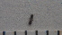  ( - SV-P-271)  @11 [ ] CreativeCommons - Attribution Non-Commercial Share-Alike (2018) Jen and Hilary Bayer Silicon Valley Barcode of Life