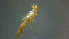  ( - 2021-HWDR-0028)  @11 [ ] CreativeCommons - Attribution Share-Alike (2023) Unspecified Drexel University, Academy of Natural Sciences