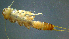  ( - 2021-HWDR-0205)  @11 [ ] CreativeCommons - Attribution Share-Alike (2023) Unspecified Drexel University, Academy of Natural Sciences