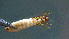  ( - 2021-HWDR-0211)  @11 [ ] CreativeCommons - Attribution Share-Alike (2023) Unspecified Drexel University, Academy of Natural Sciences