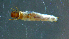  ( - 2021-HWDR-0274)  @11 [ ] CreativeCommons - Attribution Share-Alike (2023) Unspecified Drexel University, Academy of Natural Sciences
