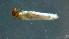  ( - 2021-HWDR-0274)  @11 [ ] CreativeCommons - Attribution Share-Alike (2023) Unspecified Drexel University, Academy of Natural Sciences