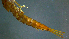  ( - 2021-HWDR-0395)  @11 [ ] CreativeCommons - Attribution Share-Alike (2023) Unspecified Drexel University, Academy of Natural Sciences